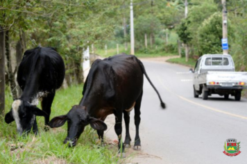 Lei obriga prestação de socorro a animais atropelados em Caçapava